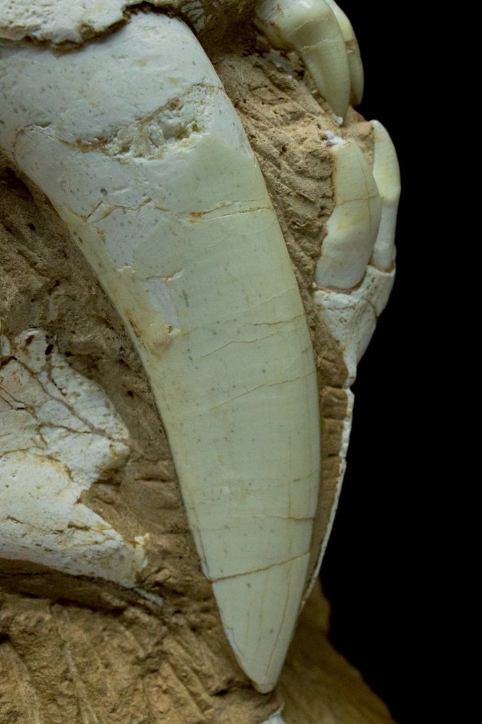 Sabre-toothed Cat - Fossil matrix - Megantere - 39 cm - 30 cm #4.3