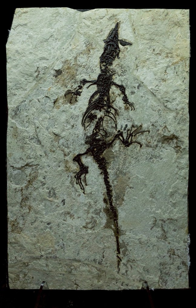 Matriz de fóssil - Monjurosuchus - 43 cm - 28 cm #1.0