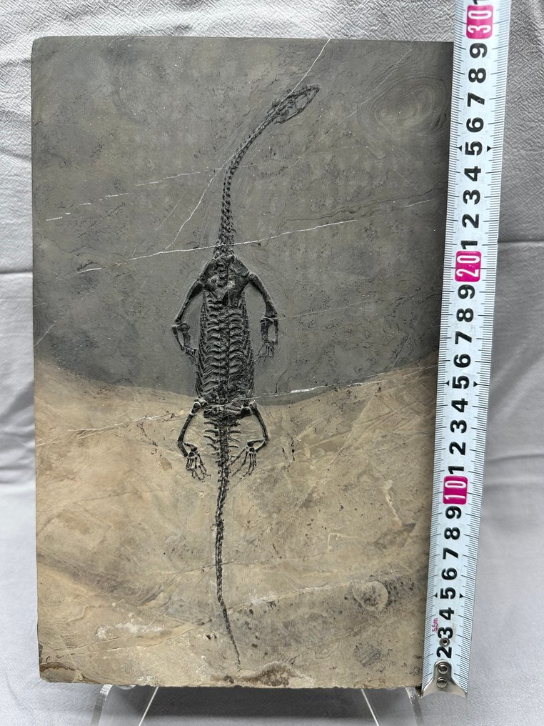 Fossiles - Matrice fossile - Keichousaurus sp. - 30 cm - 20.3 cm  (Sans prix de réserve) #1.0