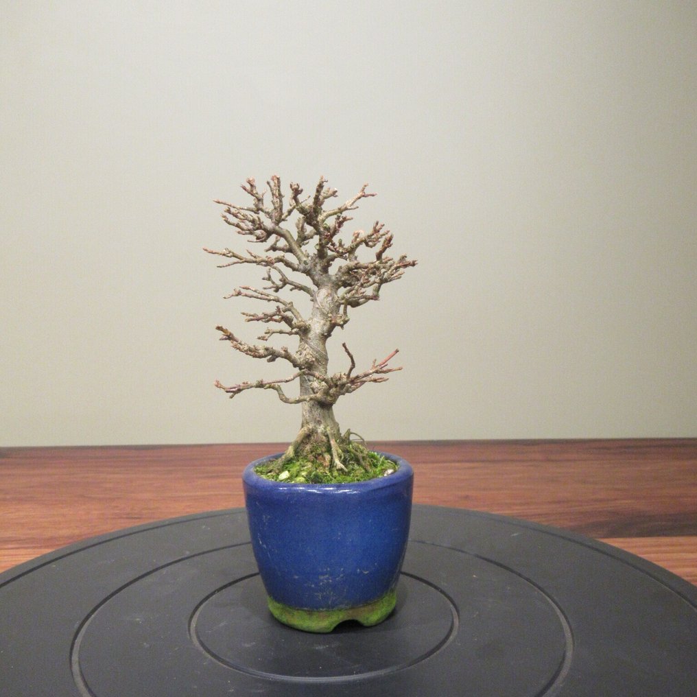 Acer buergerianum - Height (Tree): 14 cm - Depth (Tree): 11 cm - Japan #2.1