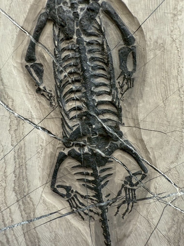 Marine reptile - Fossil matrix - Keichousaurus sp. - 21.5 cm - 13 cm  (No reserve price) #3.2