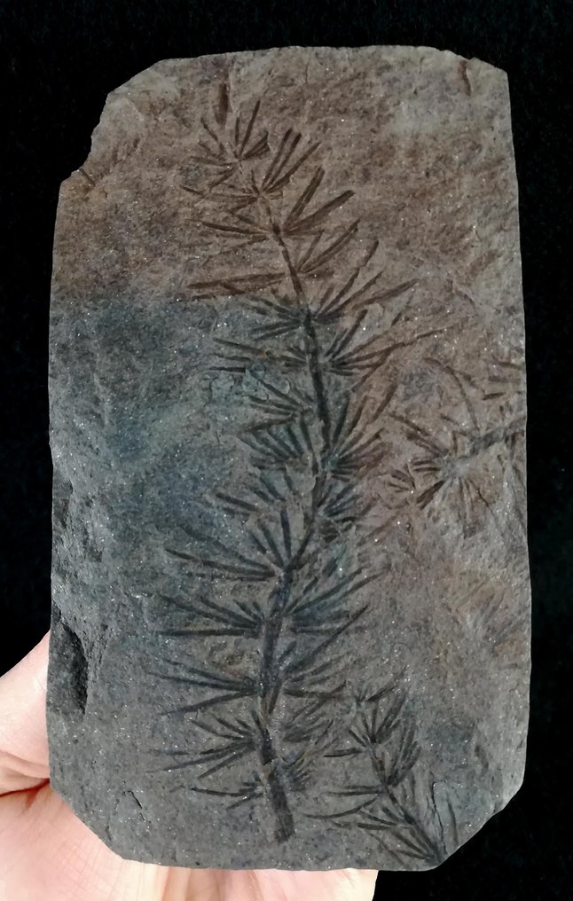 Fossil plant with exceptional preservation!! - Horsetail (Equisetales) - Fossilised plant - Asterophyllites equisetiformis (SCHLOTHEIM;  BRONGNIART, 1828) - 142 mm - 80 mm #4.3