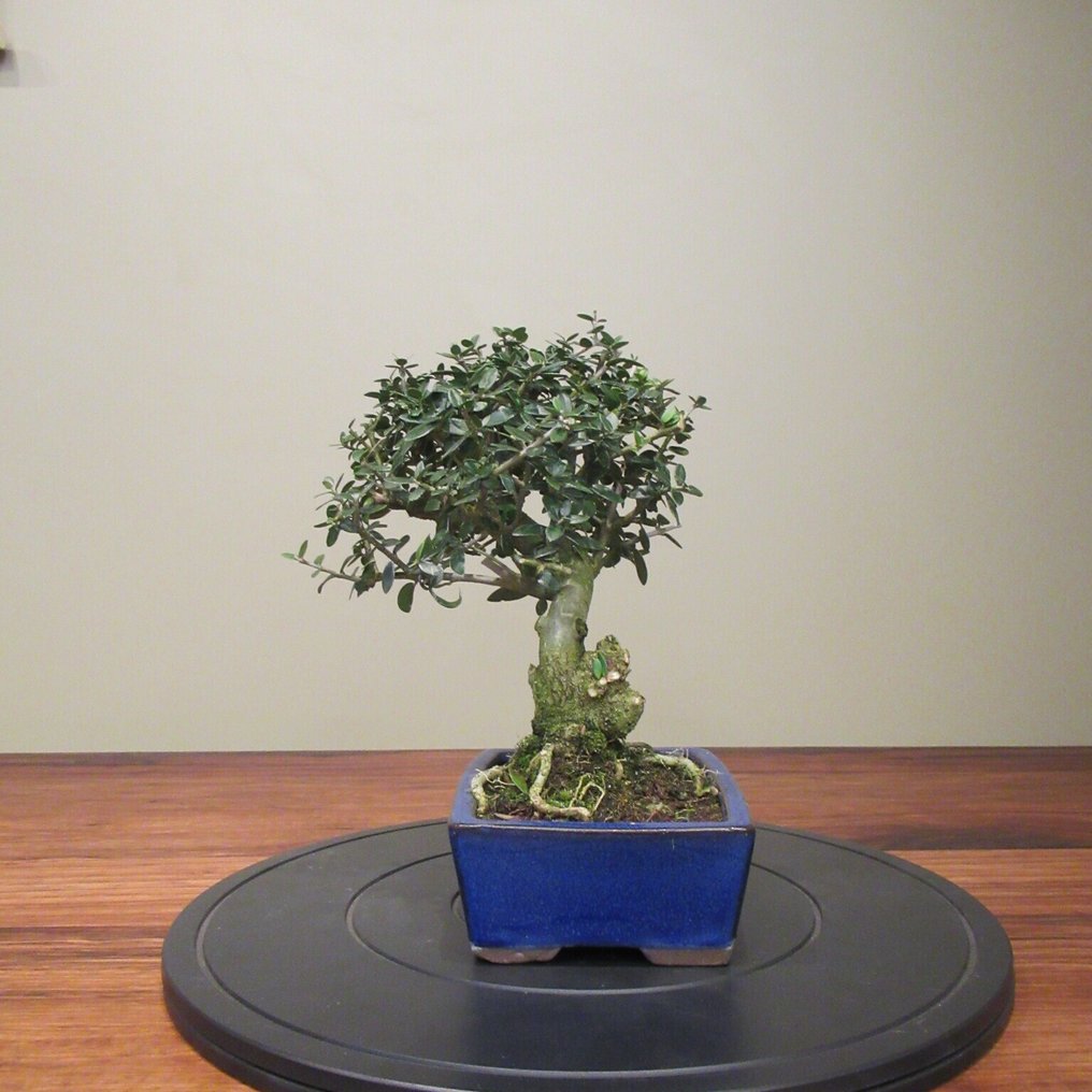 Olea europaea - Height (Tree): 24 cm - Depth (Tree): 23 cm - Spain #1.0