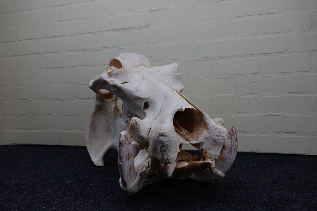 Hippopotamus full skull Tooth - Hippopotamus amphibius (copy import cites .) - 46 cm - 57 cm - 41 cm- CITES Appendix II - Annex B in the EU - (1) #1.0