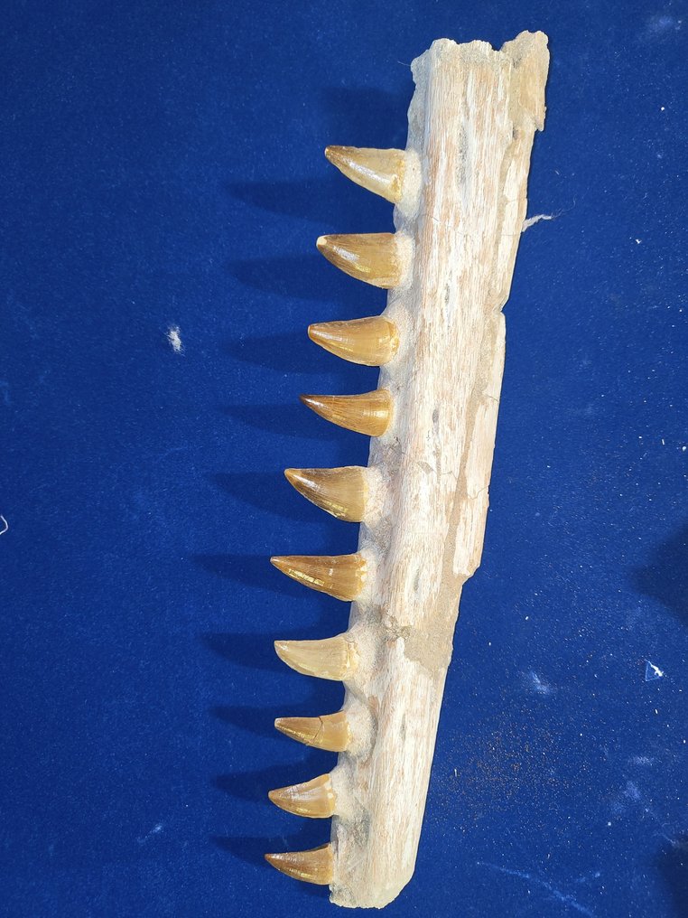 Mosasaurier - Tierfossil - Mâchoire mosasaure - 35 cm #1.0