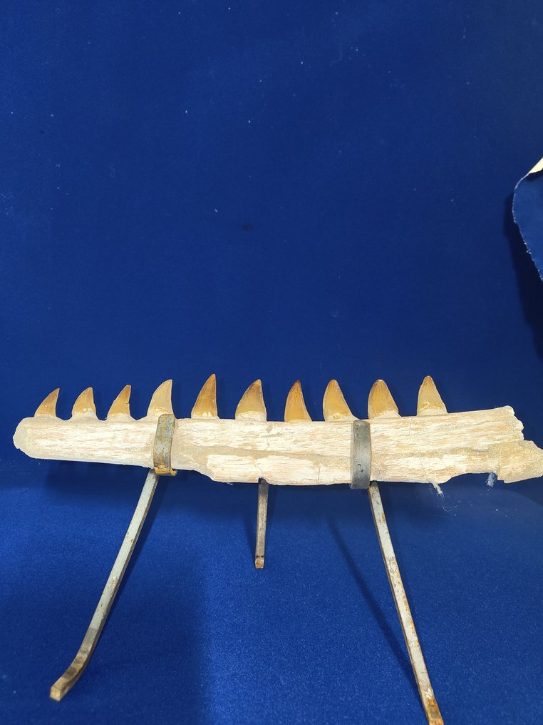 Mosasaurier - Tierfossil - Mâchoire mosasaure - 35 cm #1.0