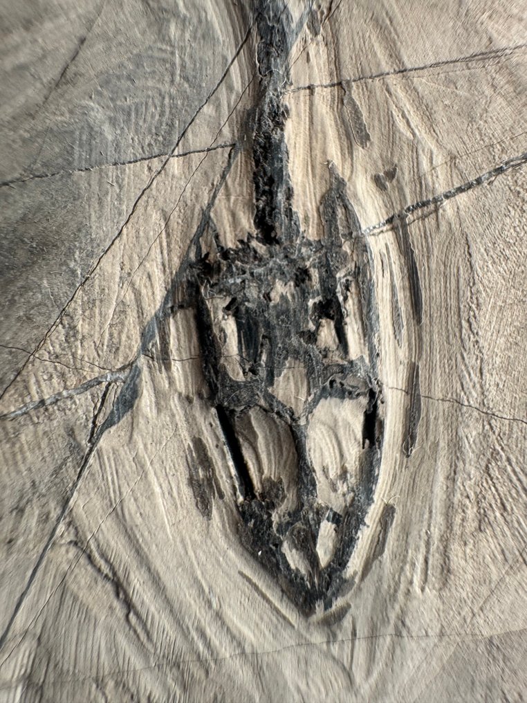 Fosszilis hüllő: Keichousaurus - triász - Fosszilizálódott állat - Keichousaurus - 9 cm  (Nincs minimálár) #2.1