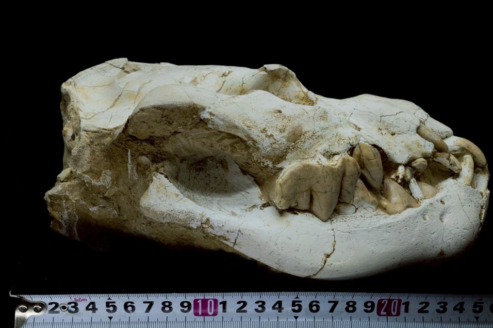 Kjempehyene - Fossil matrise - Dinocrocuta gigantea - 30 cm - 18 cm #1.0
