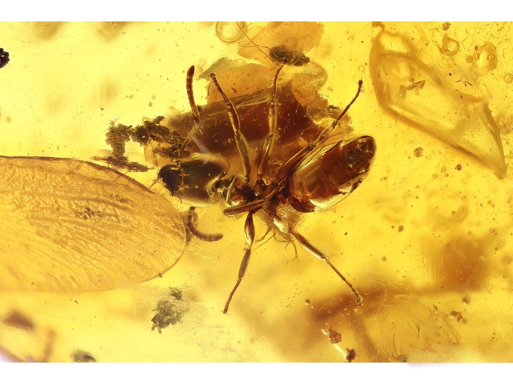琥珀 - 琥珀 - Ant + Fly - 41 mm - 14 mm  (沒有保留價) #3.2