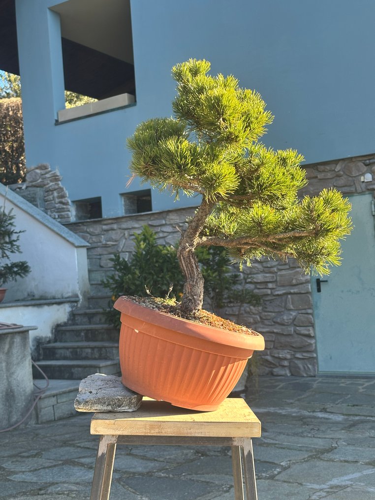 Pine bonsai (Pinus) - Height (Tree): 60 cm - Depth (Tree): 45 cm - Italy #1.0