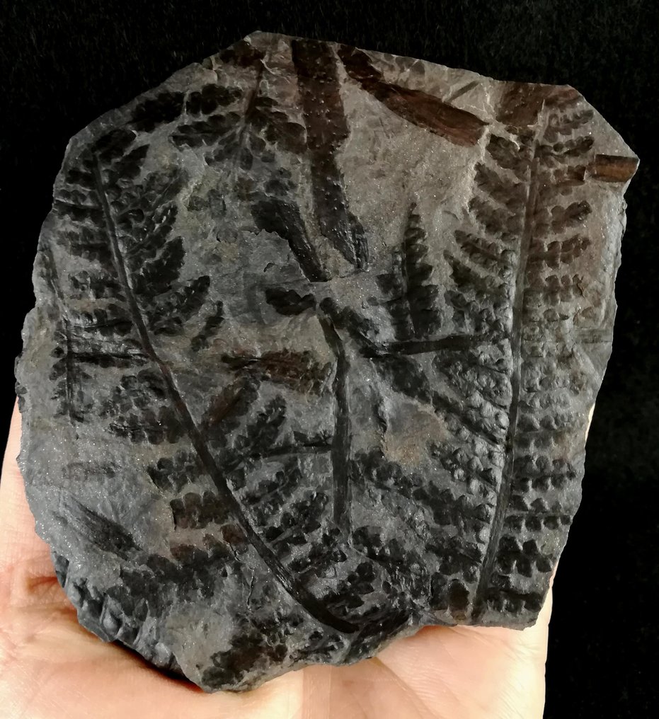 Fossiliserad växt - Planta fósil con preservación excepcional!! - 120 mm - 110 mm #3.2