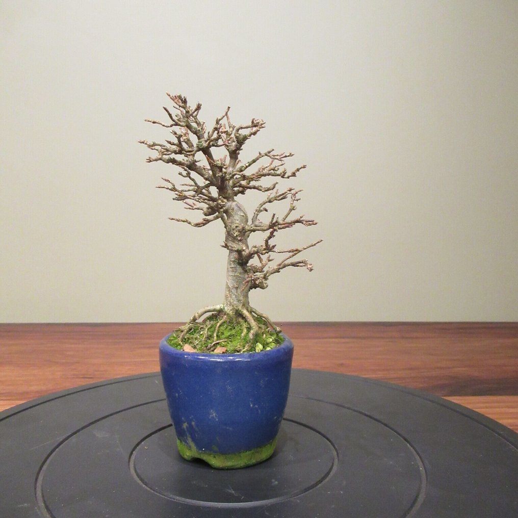 Acer buergerianum - Height (Tree): 14 cm - Depth (Tree): 11 cm - Japan #1.0