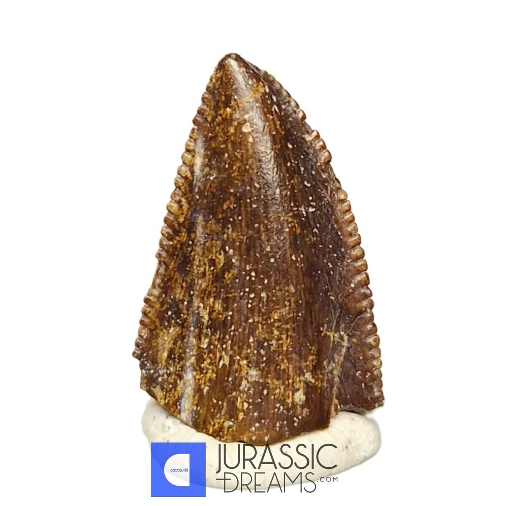 Unusual Huge Finest Majungasaurus crenatissimus Abelisaurid Premaxillary Mesial Tooth - Maevarano Fm - Fossil tooth #1.0
