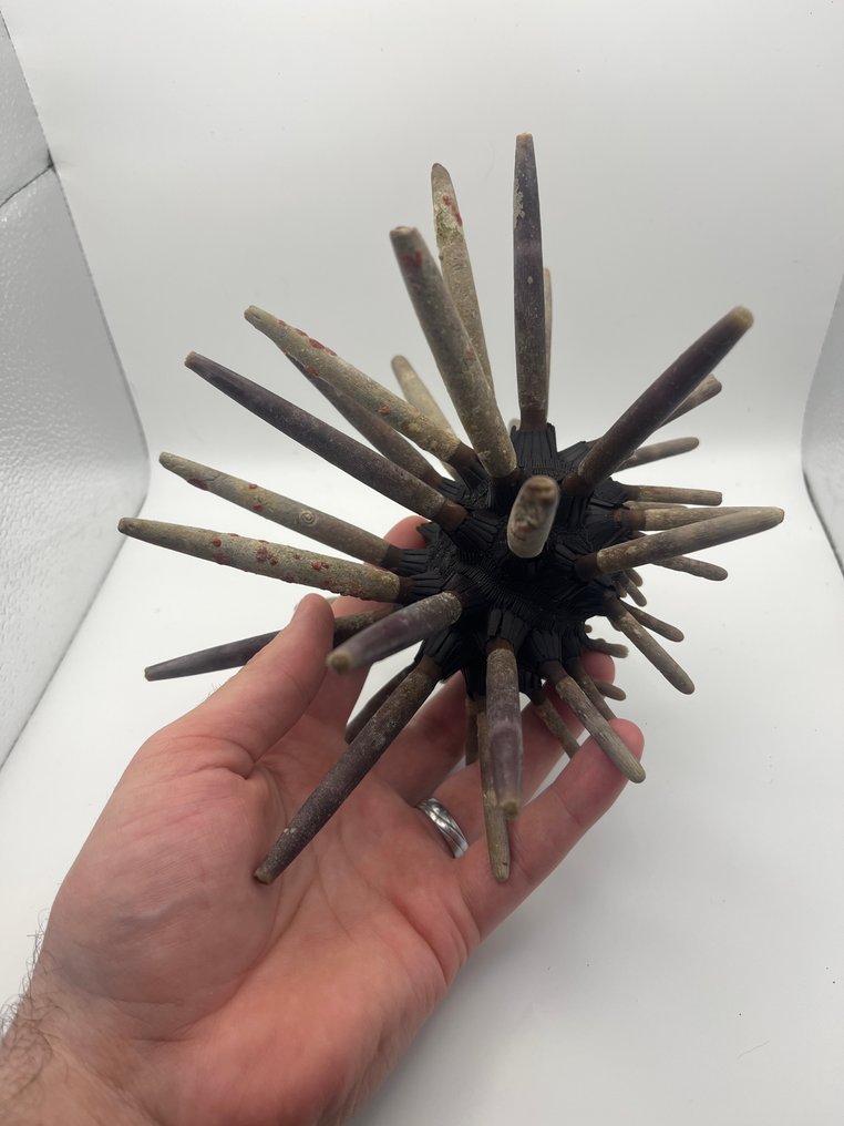 Αχινός - Απολιθωμένος σκελετός - 15 cm - 20 cm  (χωρίς τιμή ασφαλείας) #1.0