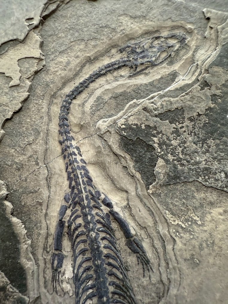 Marine reptile - Fossil matrix - Keichousaurus sp. - 17 cm - 10.5 cm  (No reserve price) #1.0