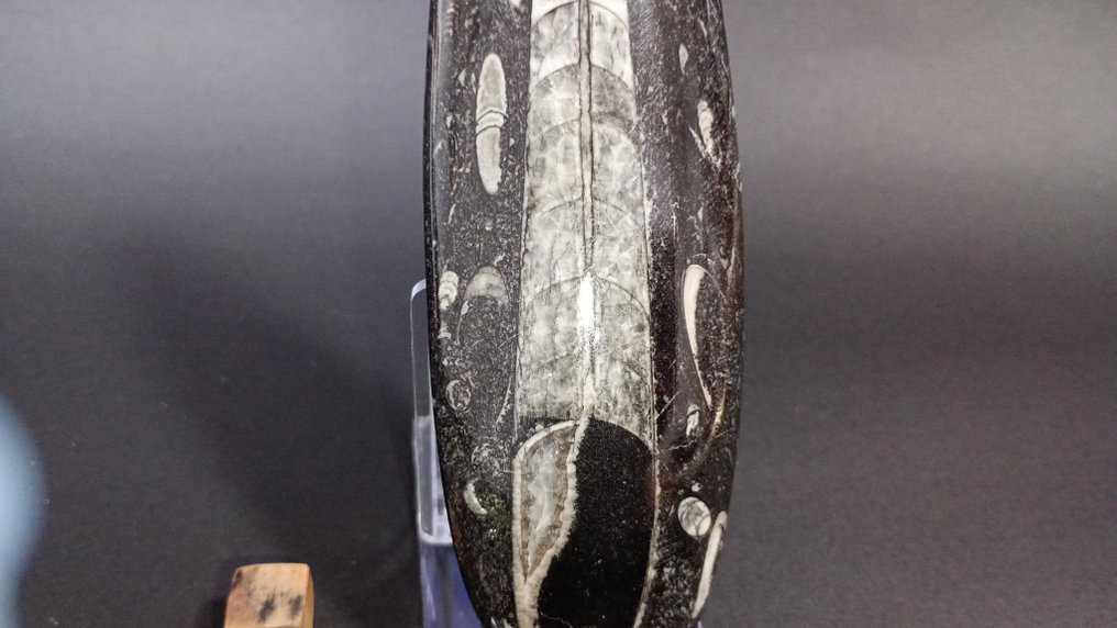 κεφαλόποδο - Απολίθωμα πλάκας θνησιμότητας - Orthoceras - 16 cm  (χωρίς τιμή ασφαλείας) #4.3