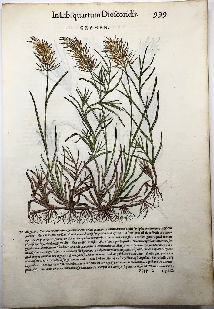 Giorgio Liberale; W. Meyerpeck - Folio, 2 large woodcuts, Botany, herbs: Couch Grass (Gramen) - 1565 #2.1