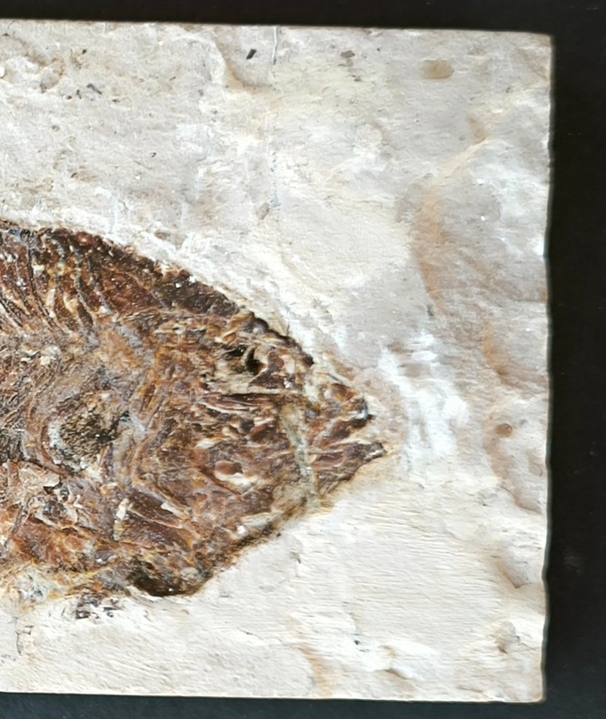 Fossil matrise - Stichopterix Lewisi - 125 mm - 67 mm #1.0