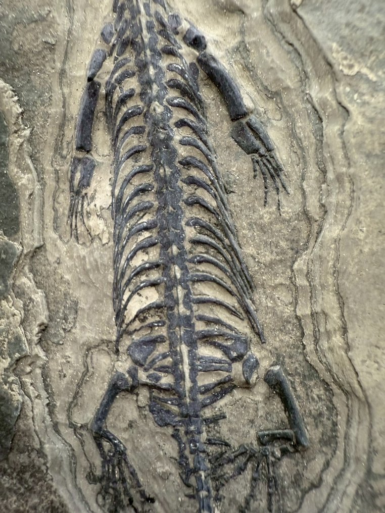 Marine reptile - Fossil matrix - Keichousaurus sp. - 17 cm - 10.5 cm  (No reserve price) #4.3