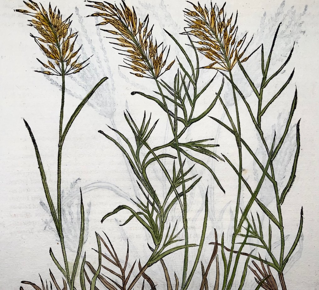 Giorgio Liberale; W. Meyerpeck - Folio, 2 large woodcuts, Botany, herbs: Couch Grass (Gramen) - 1565 #3.2
