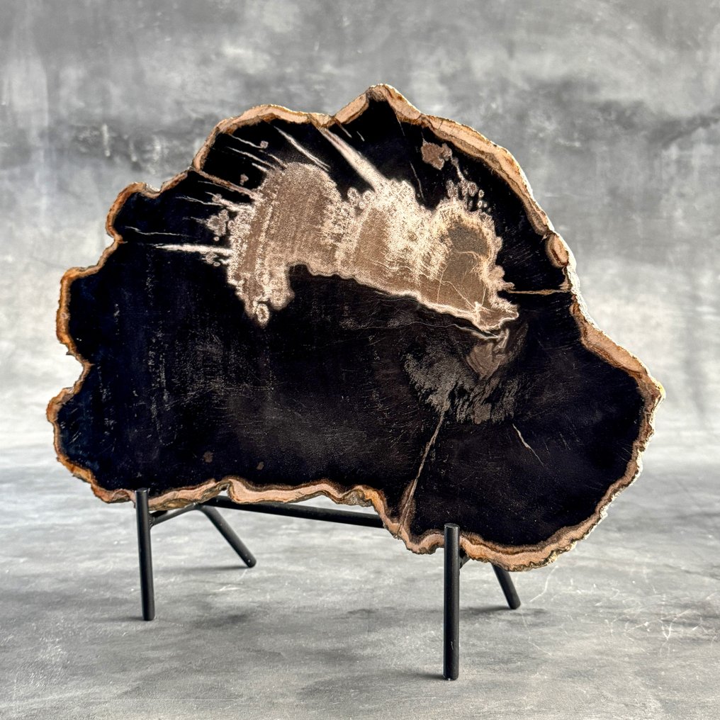 Εντυπωσιακό κομμάτι πετραγωμένου ξύλου σε μια εξατομικευμένη βάση. - Απολιθωμένο ξύλο  (χωρίς τιμή ασφαλείας) #2.1