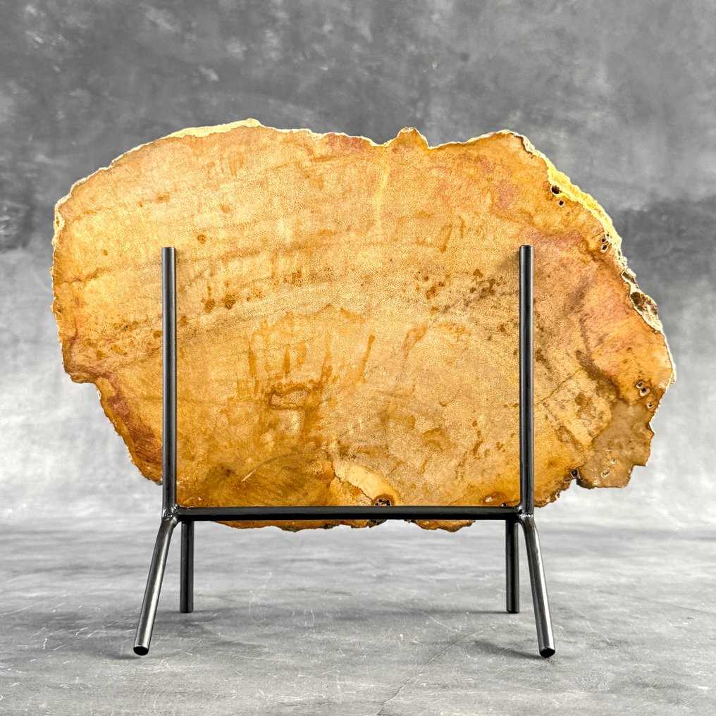 令人惊叹的化石木片，放置在定制底座上。 - 化石木材  (没有保留价) #1.0