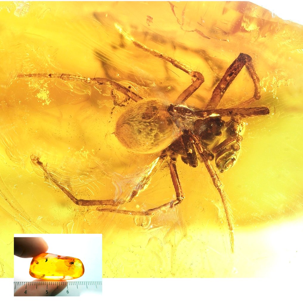 Amber - Amber - Spider - main inclusion is 5,5mm - 30 mm - 15 mm  (No reserve price) #3.2