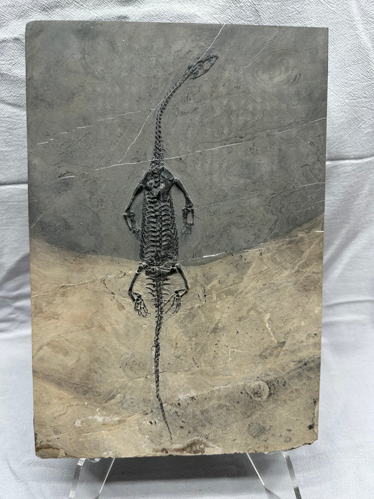 Fossiles - Matrice fossile - Keichousaurus sp. - 30 cm - 20.3 cm  (Sans prix de réserve) #1.0