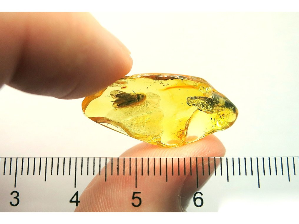 Amber - Κεχριμπάρι - Bettle - Bigger inclusion is 5mm - 29 mm - 13 mm (χωρίς τιμή ασφαλείας) #2.1