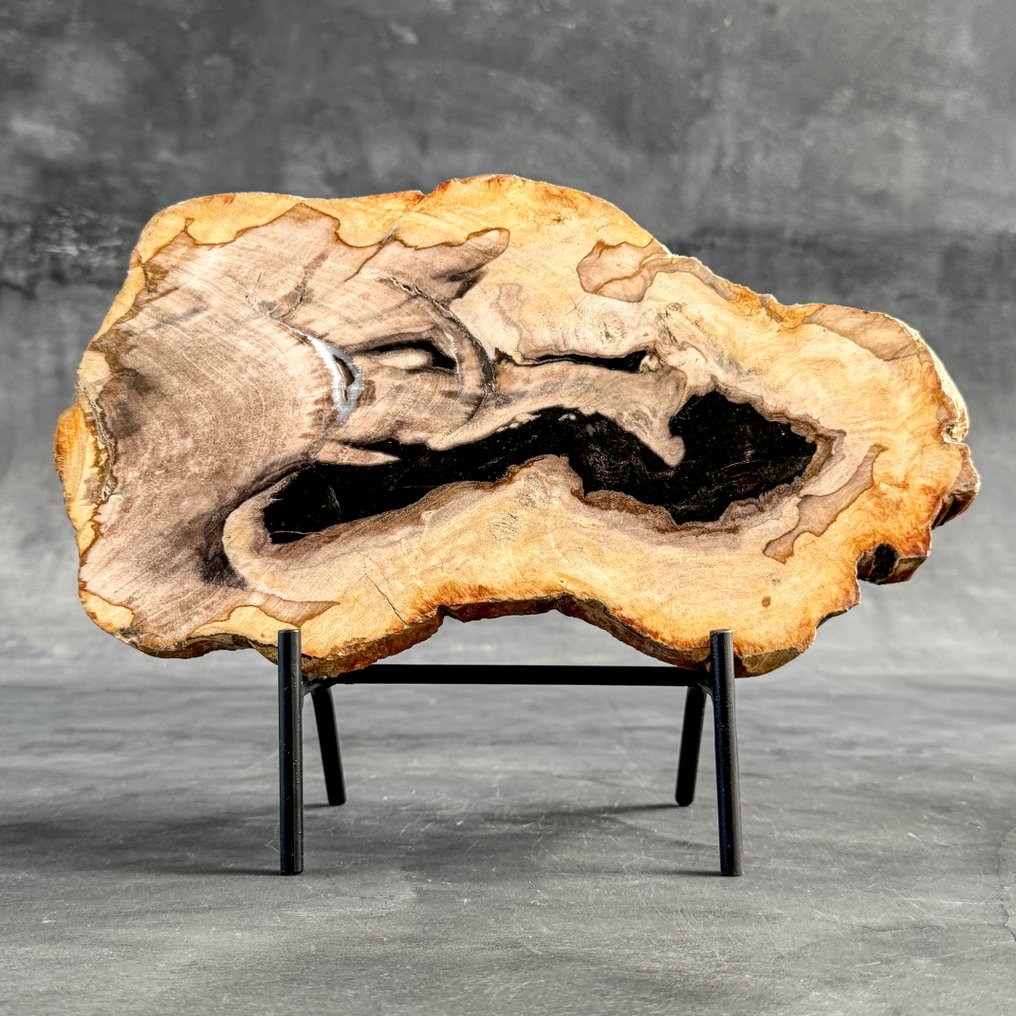 华丽的化石木片，放在定制底座上 - 化石木材  (没有保留价) #3.2
