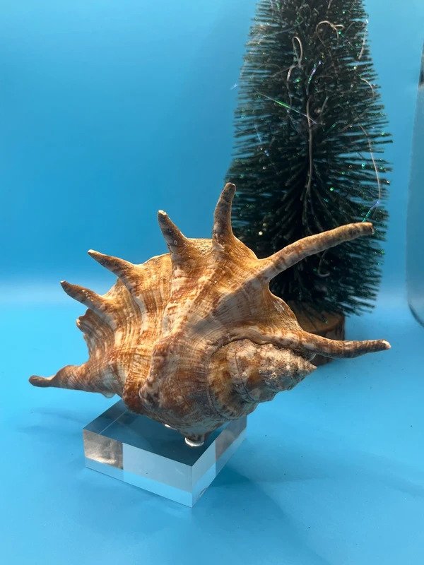 腹足綱 貝殼 - Lmabis lambis  (沒有保留價) #2.1