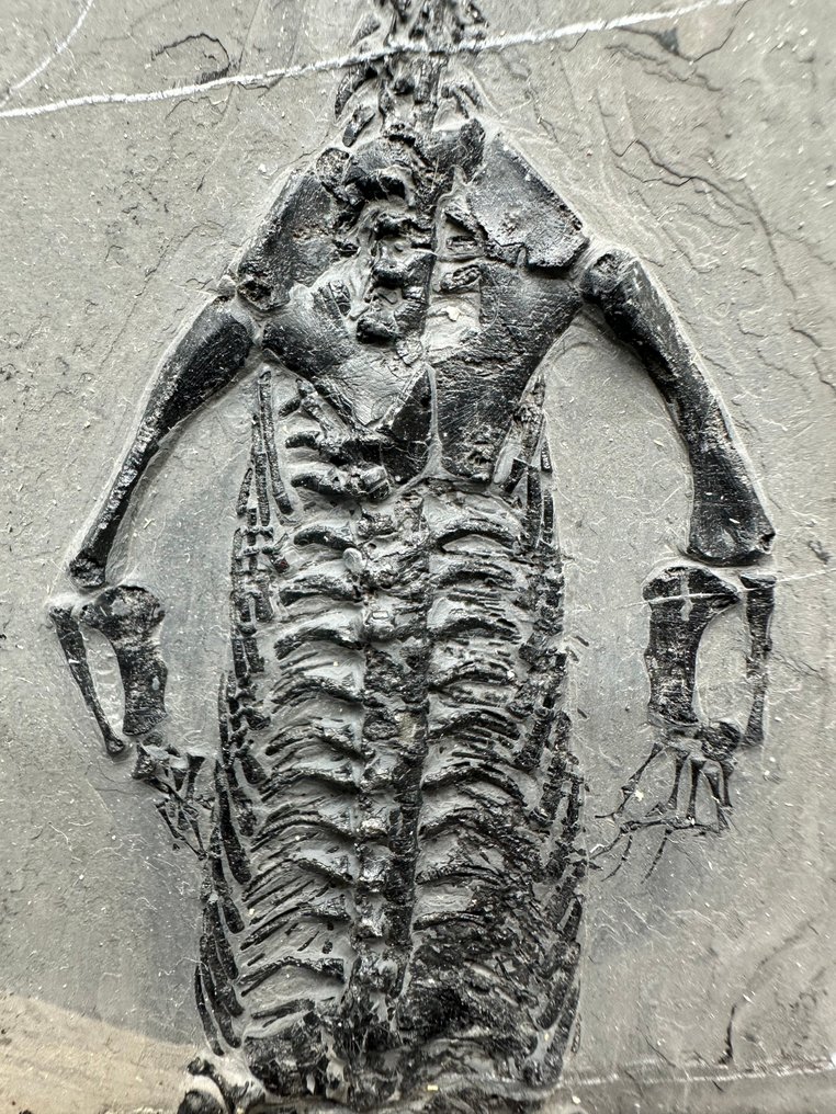 Fossiles - Matrice fossile - Keichousaurus sp. - 30 cm - 20.3 cm  (Sans prix de réserve) #4.3