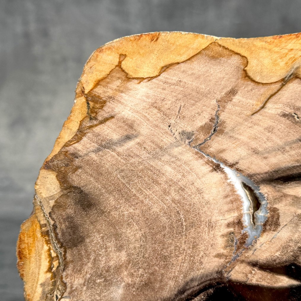 华丽的化石木片，放在定制底座上 - 化石木材  (没有保留价) #4.3