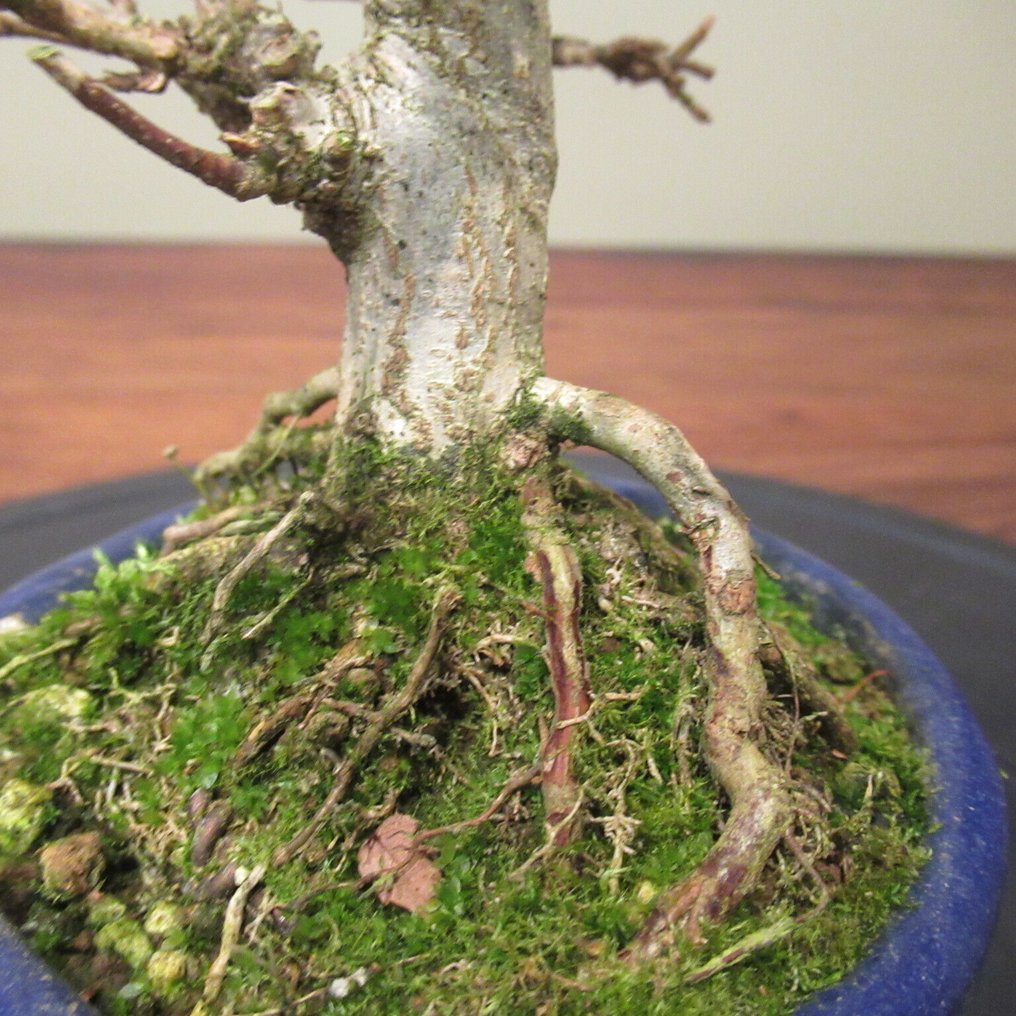 Acer buergerianum - Height (Tree): 14 cm - Depth (Tree): 11 cm - Japan #4.3