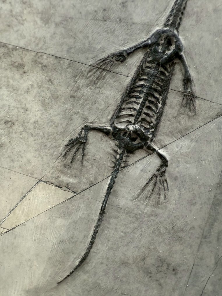 Fossil matrix - Keichousaurus sp. - 13 cm - 8 cm (Ingen mindstepris) #2.1