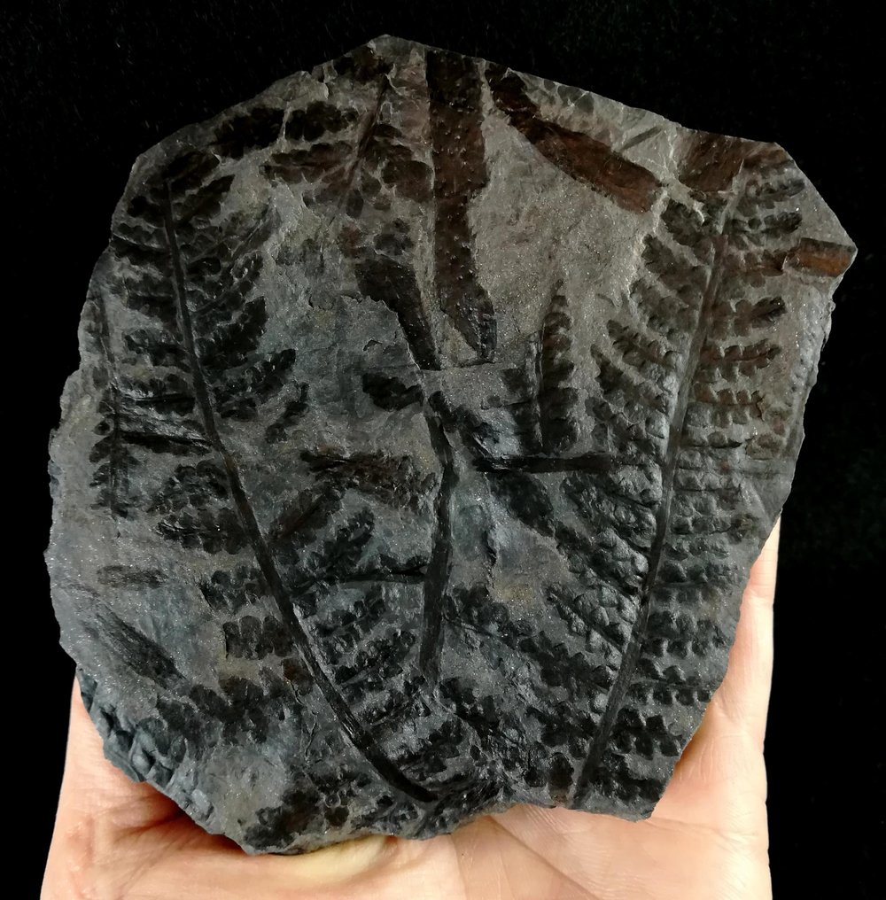 Fossiliserad växt - Planta fósil con preservación excepcional!! - 120 mm - 110 mm #1.0