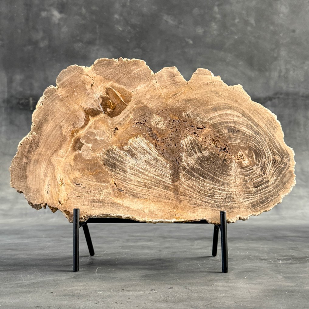 令人惊叹的化石木片，放置在定制底座上。 - 化石木材  (沒有保留價) #2.1