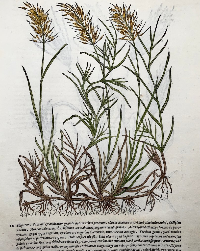 Giorgio Liberale; W. Meyerpeck - Folio, 2 large woodcuts, Botany, herbs: Couch Grass (Gramen) - 1565 #1.0