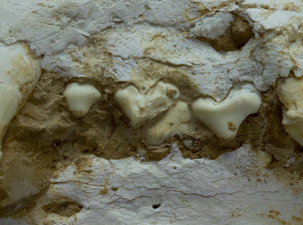 Crânio do Lobo Jovem - Matriz fóssil - Canis teilhardi - 26 cm - 19 cm #3.2