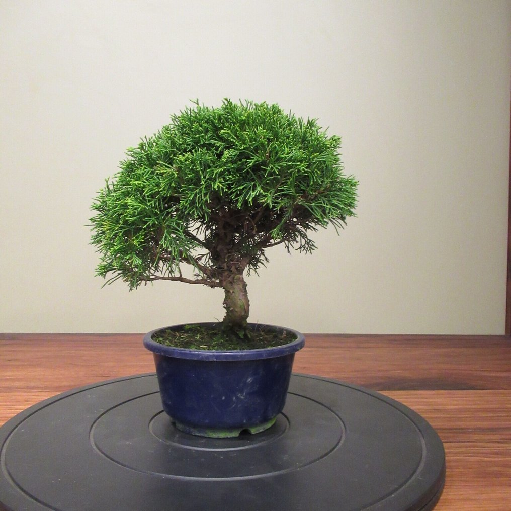 Juniperus sinensis - Ύψος (Δέντρο): 20 cm - Βάθος (Δέντρο): 23 cm - Ιαπωνία #3.2