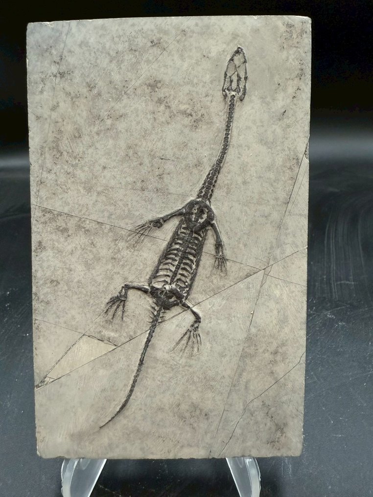 Fossil matrix - Keichousaurus sp. - 13 cm - 8 cm (Ingen mindstepris) #1.0