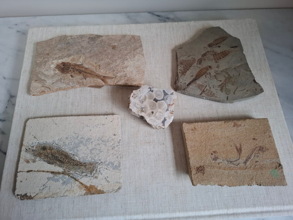 Ammoniitti - Kivettynyt eläin #4.3