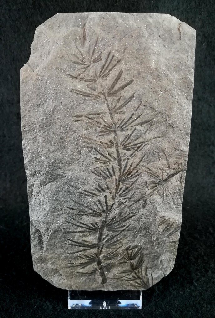 Fossil plant with exceptional preservation!! - Horsetail (Equisetales) - Fossilised plant - Asterophyllites equisetiformis (SCHLOTHEIM;  BRONGNIART, 1828) - 142 mm - 80 mm #3.2