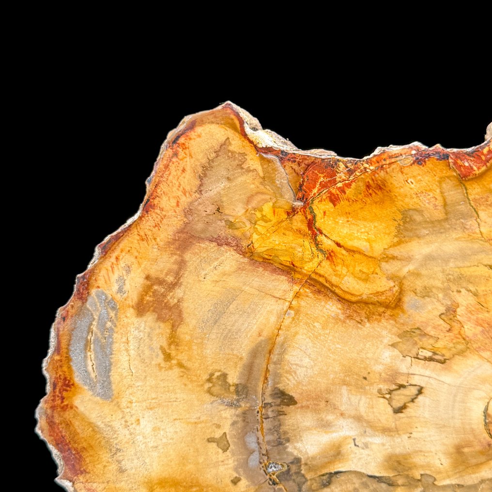 令人惊叹的化石木片，放置在定制底座上。 - 化石木材 - 21.2 cm - 28.2 cm  (沒有保留價) #3.2