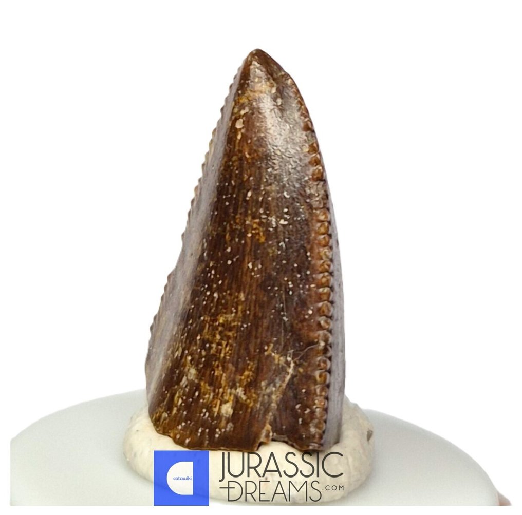 Unusual Huge Finest Majungasaurus crenatissimus Abelisaurid Premaxillary Mesial Tooth - Maevarano Fm - Fossil tooth #3.2