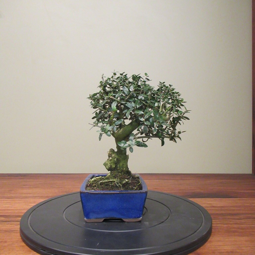 Olea europaea - Height (Tree): 24 cm - Depth (Tree): 23 cm - Spain #3.2