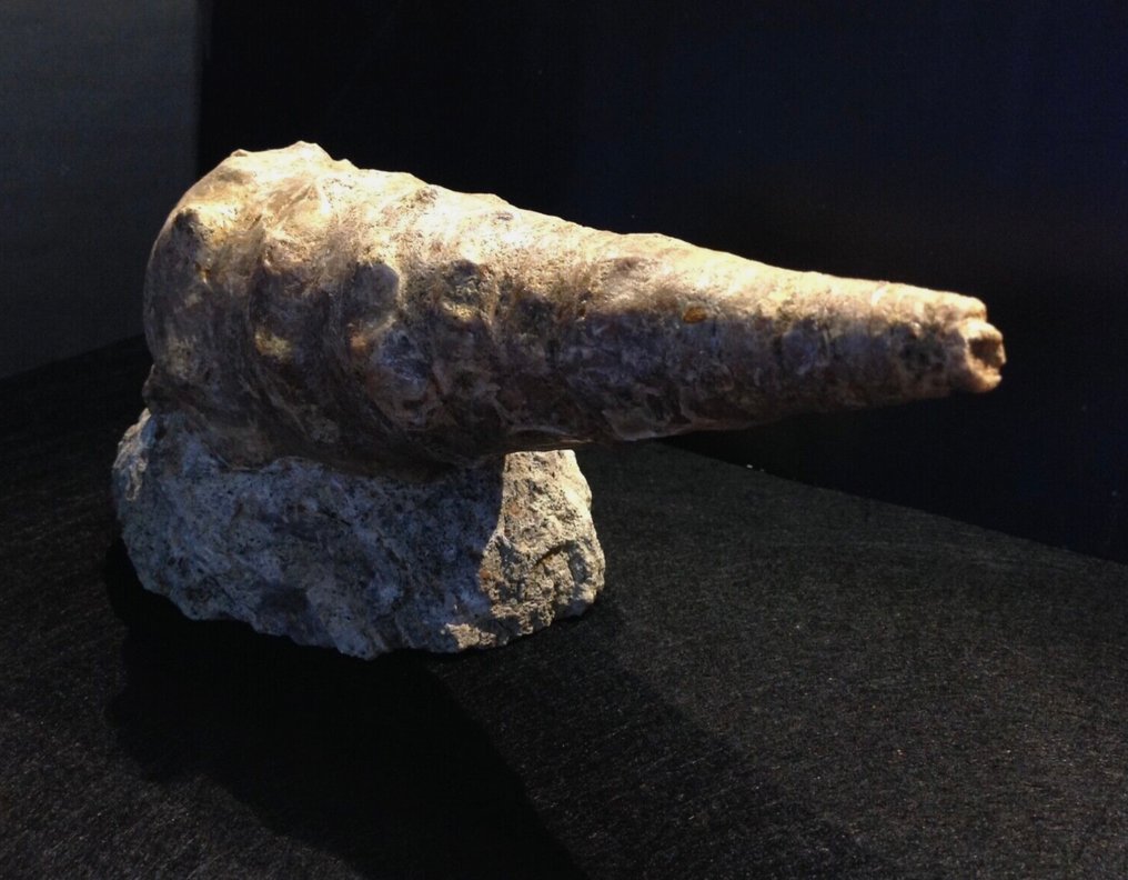 Charming Campanile Lachesis op rotsmatrix 22 cm, Eoceen, Zuidkust Zwarte Zee, Bulgarije. - Gefossiliseerde schelp - Campanile lachesis - 22 cm - 8 cm #4.3