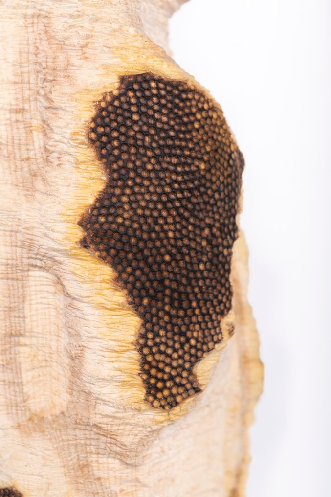 Riccardo Masini - Rovine #4.3