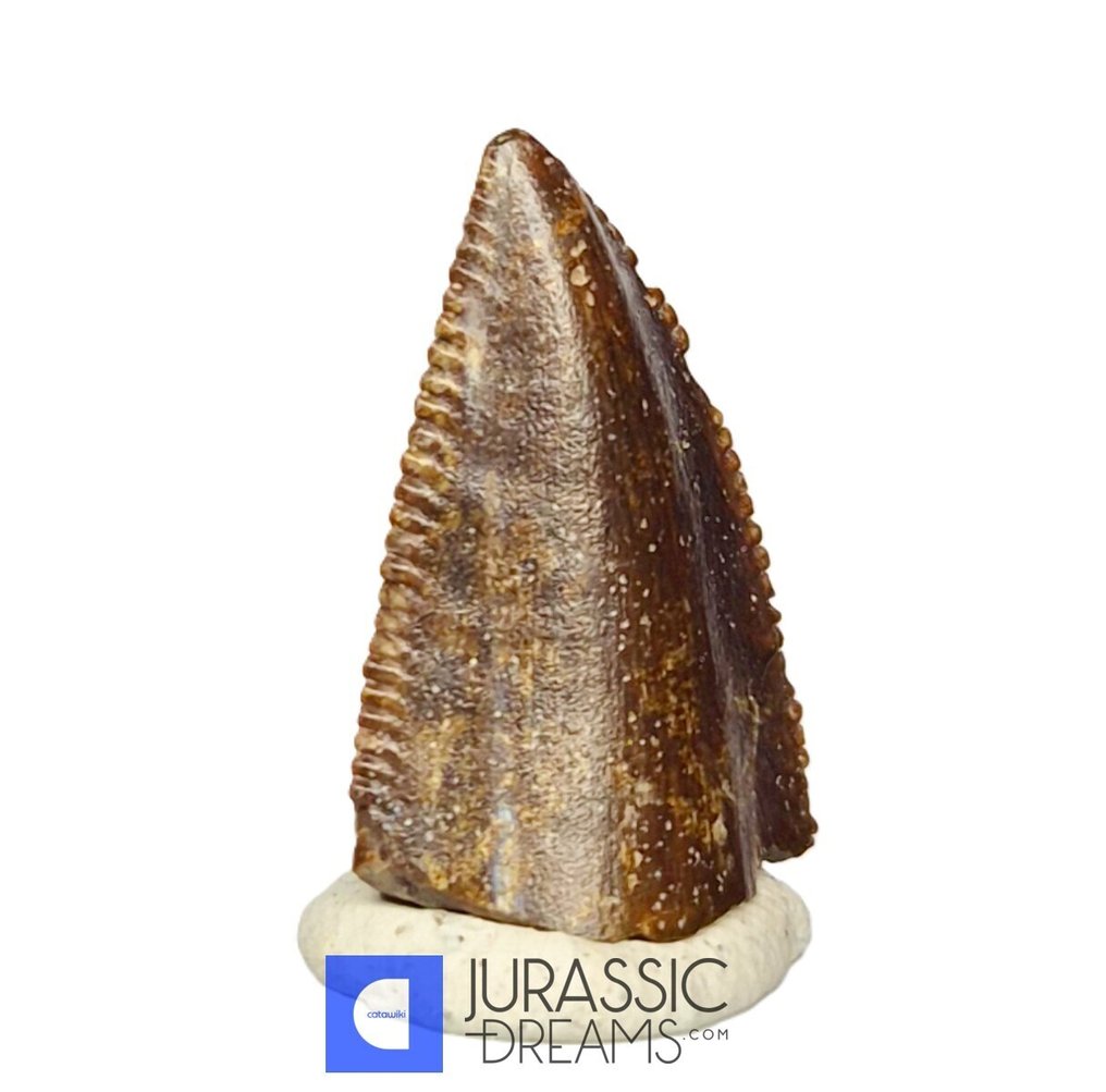 Unusual Huge Finest Majungasaurus crenatissimus Abelisaurid Premaxillary Mesial Tooth - Maevarano Fm - Fossil tooth #2.1