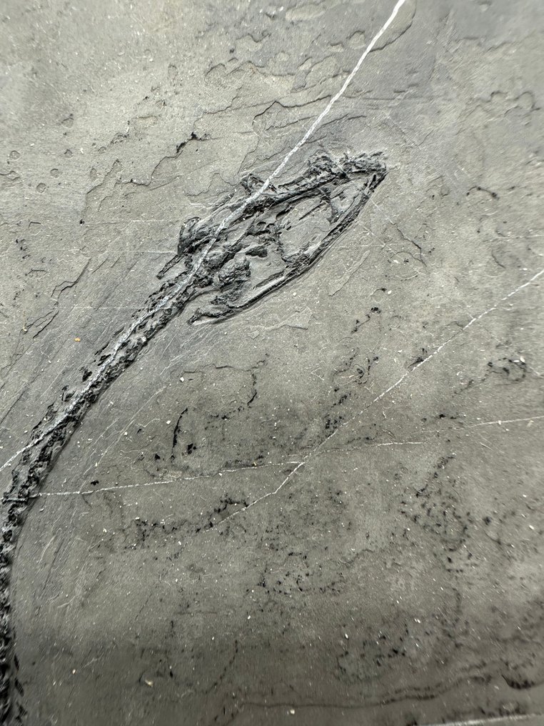 Fossiles - Matrice fossile - Keichousaurus sp. - 30 cm - 20.3 cm  (Sans prix de réserve) #2.1